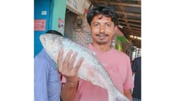 মহিপুরে ধরা পড়লো দুই কেজির বিশাল ইলিশ, বিক্রি ৬ হাজারে