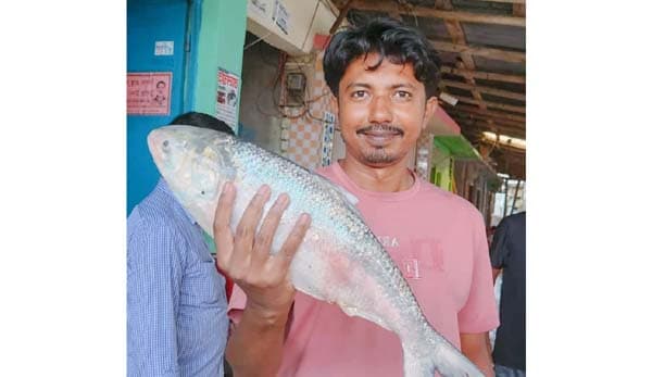 মহিপুরে ধরা পড়লো দুই কেজির বিশাল ইলিশ, বিক্রি ৬ হাজারে