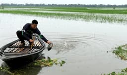 পাহাড়ি ঢল ও বর্ষণে আত্রাইয়ে ফসল বিপর্যয়