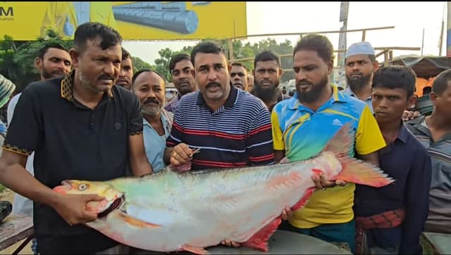 পদ্মার বিলুপ্ত ঢাই মাছ লক্ষাধিক টাকায় বিক্রি
