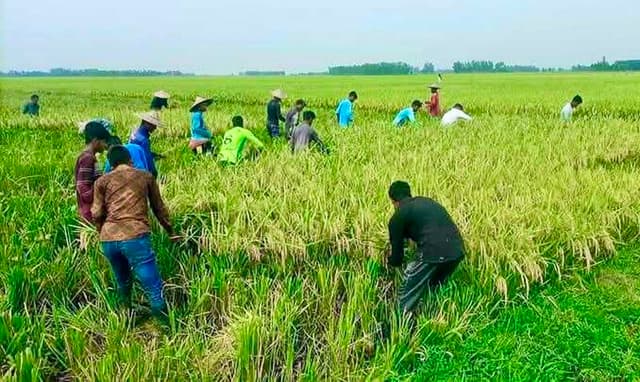 লক্ষ্যমাত্রা ছাড়িয়ে আজমিরীগঞ্জে বোরোধানের রেকর্ড