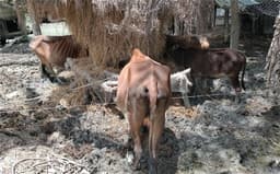 গবাদিপশু খাতে ভরসা হারাচ্ছেন দ্বীপাঞ্চলের কৃষকরা