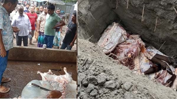 কুড়িগ্রামে রোগাক্রান্ত পশু জবাই, মাংসসহ বিক্রেতা আটক