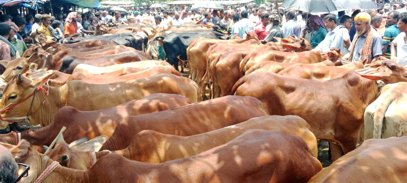 পাঁচবিবির গোহাটিতে চাহিদার দ্বিগুণ গরু-ছাগল, দাম নিয়ে টানাটানি