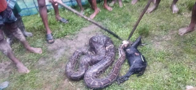 অজগরের পেটে নিখোঁজ ছাগল, গ্রামবাসীর আঘাতে সাপের মৃত্যু