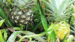 শ্রীমঙ্গলে ফিলিপাইন এমডি-২ আনারস চাষে কৃষকদের অভূতপূর্ব সাফল্য