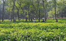 চা শ্রমিকদের ভাতা আত্মসাত, ইউপি সদস্য অভিযুক্ত
