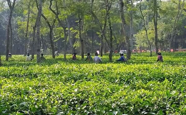 চা শ্রমিকদের ভাতা আত্মসাত, ইউপি সদস্য অভিযুক্ত