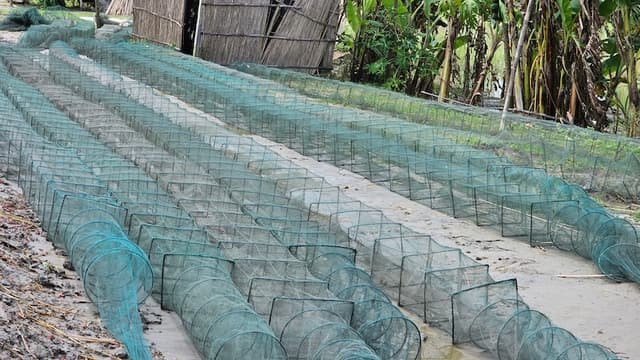 গোয়ালন্দে পদ্মা নদীতে চায়না দোয়ারী সয়লাব, মৎস্য সংরক্ষণে পদক্ষেপ জরুরি
