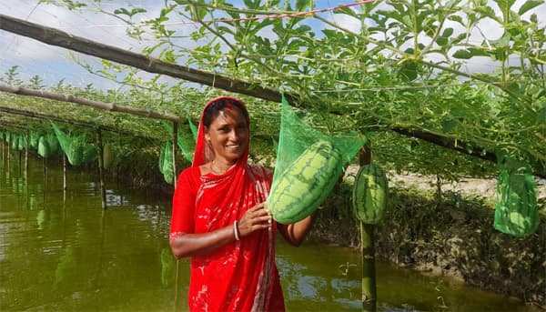 ডুমুরিয়ায় তরমুজের বাম্পার ফলন, মুখে হাসি বিপাশা গাইনের
