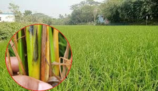 সিরাজগঞ্জে ধান গাছে পচন রোগের আক্রমণ, লক্ষ্যমাত্রা অর্জনে শঙ্কা