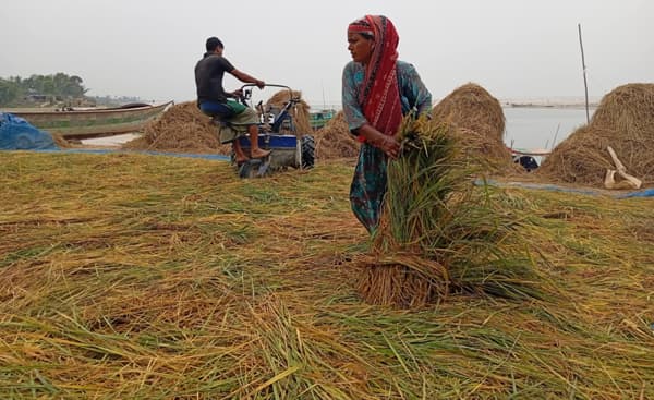 রাজবাড়ীতে বোরো ধান কাটা-মাড়াইয়ে ব্যস্ত কৃষক-কৃষাণী
