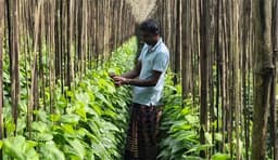 রফতানি বৃদ্ধির অভাবে পানচাষে সংকট