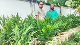 শ্রীমঙ্গলে বস্তায় আদা চাষে কৃষকদের আগ্রহ বৃদ্ধি
