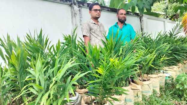 শ্রীমঙ্গলে বস্তায় আদা চাষে কৃষকদের আগ্রহ বৃদ্ধি