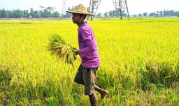 মৌলভীবাজারে বোরো ধানের বাম্পার ফলন, ন্যায্য দাম নিয়ে শঙ্কা কৃষকদের
