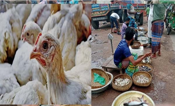 সরাইলে বাজারে দোদুল্যমান ক্রেতা—মাছ নাকি মুরগি?