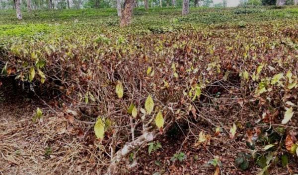 তীব্র তাপদাহ, বৃষ্টির অভাবে চা শিল্পে ক্ষতির শঙ্কা