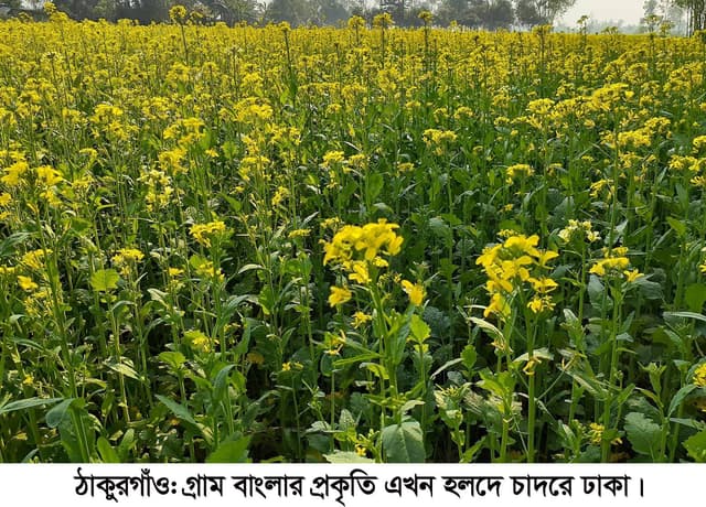ঠাকুরগাঁওয়ে সরিষার ব্যাপক চাষাবাদ, বাম্পার ফলনের সম্ভাবনা