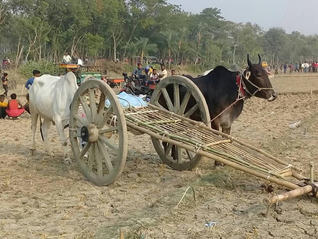 ঝিনাইদহে হয়ে গেল ঐতিহ্যবাহী গরুর গাড়ির দৌড় প্রতিযোগিতা