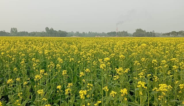 সরিষার বাম্পার ফলনে ঠাকুরগাঁওয়ে কৃষকের মুখে হাঁসি