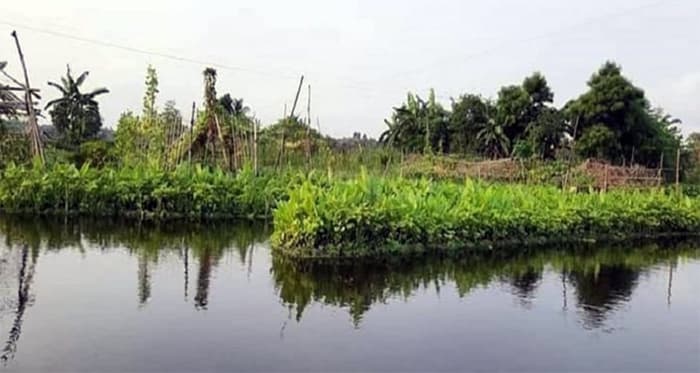 খুলনায় ‘ভাসমান’ সবজি চাষে জীবিকা নির্বাহ