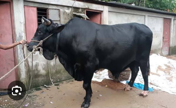সলংগায় অভিনব কায়দায় গরু চুরি, এলাকায় আতঙ্ক