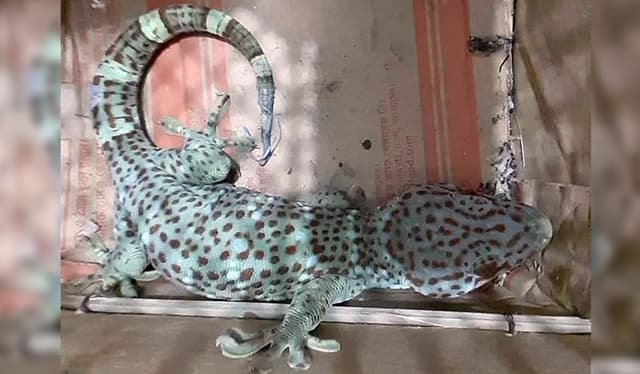 শেরপু‌রে জীবিত তক্ষক উদ্ধার, আটক এক