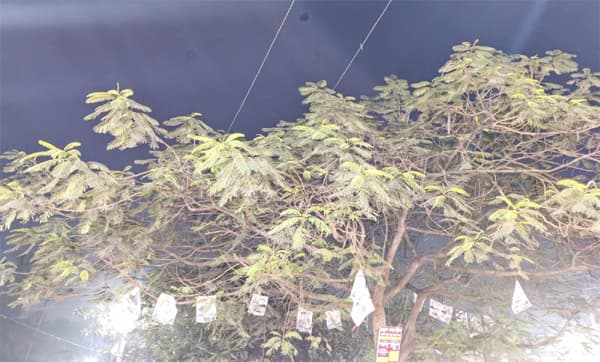 দেশের সর্বনিম্ন তাপমাত্রা বরিশালে