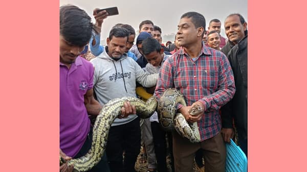 শ্রীমঙ্গলে পরিত্যক্ত গাছ থেকে বিশালাকৃতির অজগর উদ্ধার