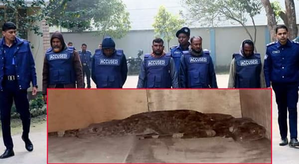 কুড়িগ্রামে তিনটি তক্ষক উদ্ধার, গ্রেফতার ৫