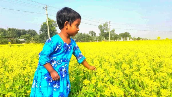ঝালকাঠিতে সরিষার বাম্পার ফলন কৃষকের মূখে হাসি