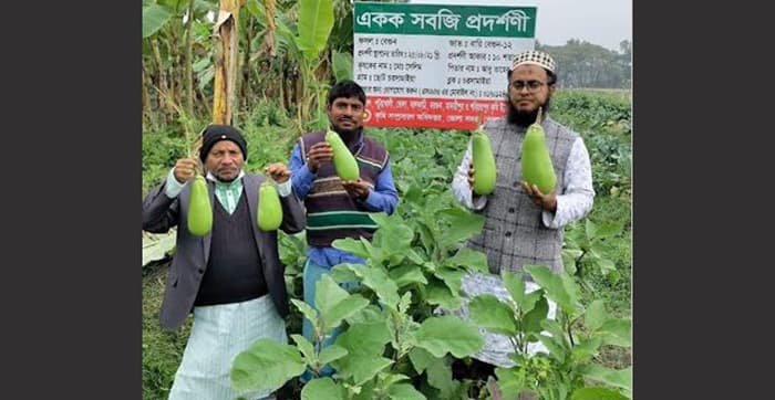 বারি বেগুন-১২ চাষে সাড়া ফেলেছে ভোলার কৃষকদের