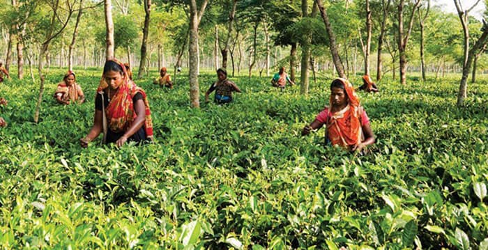 দেশে চা উৎপাদনে রেকর্ড
