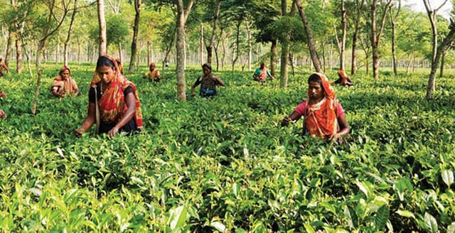 দেশে চা উৎপাদনে রেকর্ড