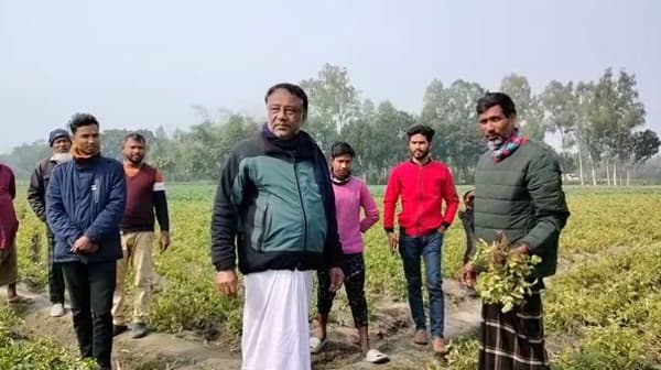 পিক ভিটামিন ব্যবহারে নষ্ট আলুর ক্ষেত ! দুশ্চিন্তায় চাষীরা