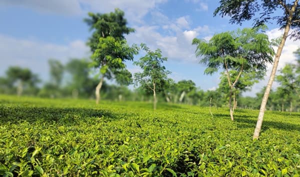 ইতিহাসে নতুন রেকর্ড: ১০ কোটি ২৯ লাখ কেজি চা উৎপাদন