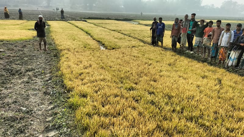 ভূরুঙ্গামারীতে পূর্ব শত্রুতার জেরে বীজতলার ক্ষতি সাধন