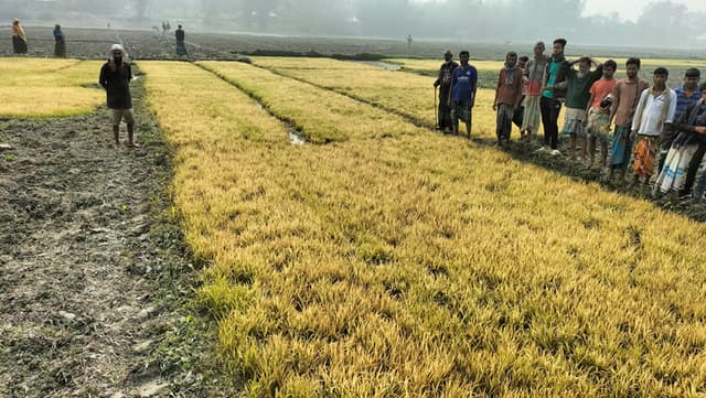 ভূরুঙ্গামারীতে পূর্ব শত্রুতার জেরে বীজতলার ক্ষতি সাধন