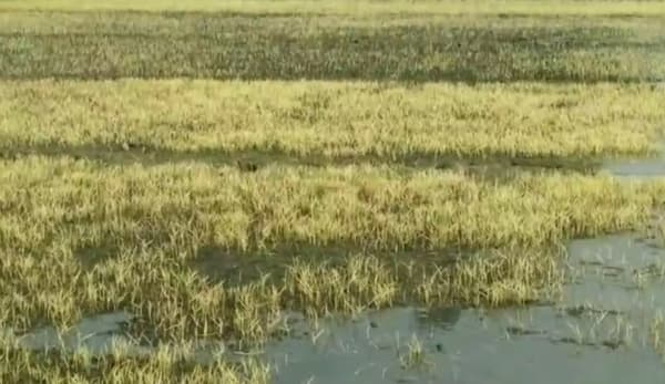 হিলিতে ঘন কুয়াশা ও তীব্র শীতে ক্ষতিগ্রস্ত বোরো বীজতলা