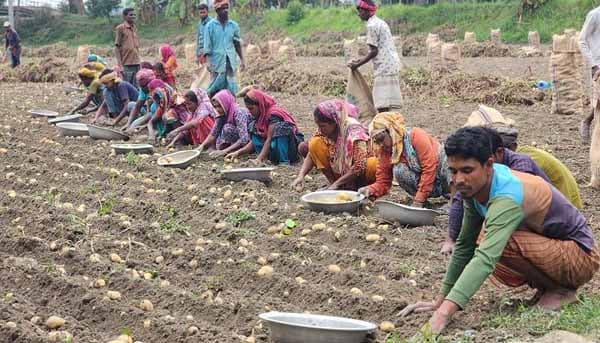 আলুর দাম নিয়ে হতাশা ঠাকুরগাঁওয়ের কৃষকরা