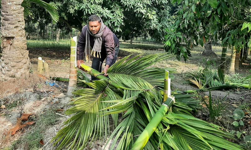 বড়াইগ্রামে শত্রুতার জেরে গাছ ও ফসল নষ্টের অভিযোগ