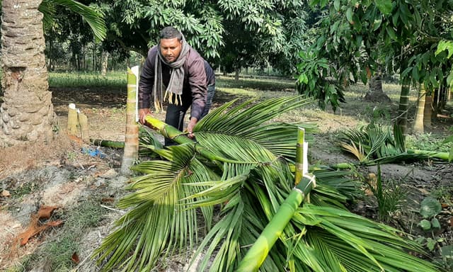 বড়াইগ্রামে শত্রুতার জেরে গাছ ও ফসল নষ্টের অভিযোগ
