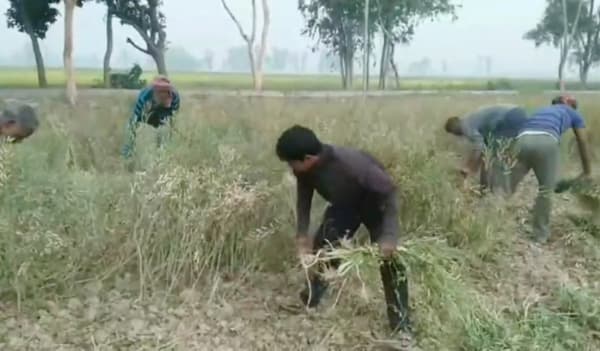 সরিষা কাটা-মাড়াইয়ে ব্যস্ত সময় পার করছে হিলির কৃষকরা