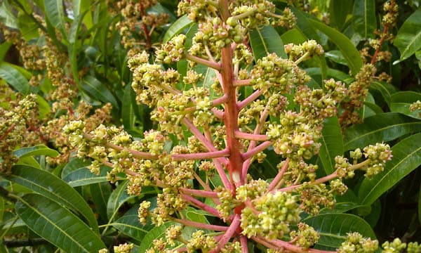 আত্রাইয়ে আমের মুকুলে বসন্তের আগমনী বার্তা