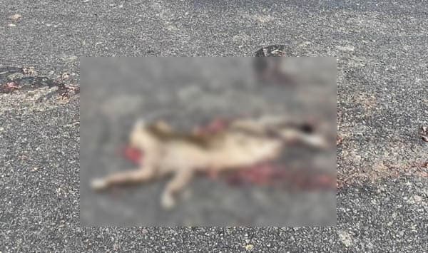 শ্রীমঙ্গলে গাড়ির ধাক্কায় তিন বিরল বন্যপ্রাণীর মৃত্যু