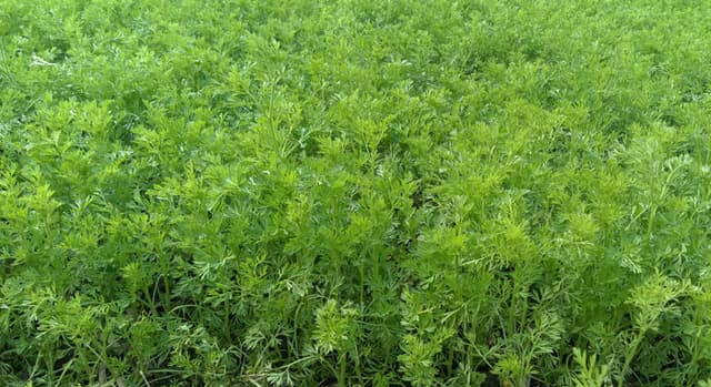 লালপুরে আগ্রহ বাড়ছে কালোজিরা চাষে