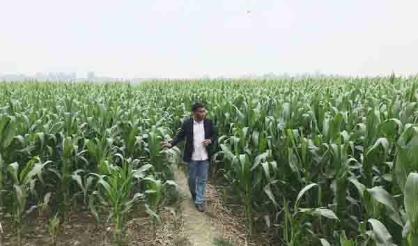 আত্রাইয়ে লক্ষ্যমাত্রার অধিক জমিতে ভুট্টা চাষ: বাম্পার ফলনের সম্ভাবনা