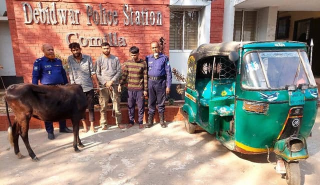 স্ত্রীর সাথে বাজি ধরে গরু চুরি; জামাইসহ ৩ বন্ধু আটক