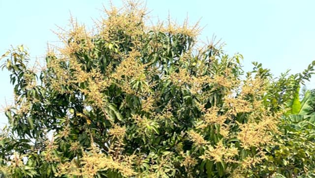 হিলিতে বসন্ত বাতাসে দুলছে সোনালী আমের মুকুল